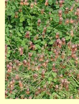   (Thalictrum minus L.)